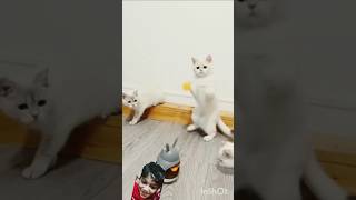 cute cat 😍🥰 love cutecats song viral shots [upl. by Lebisor155]