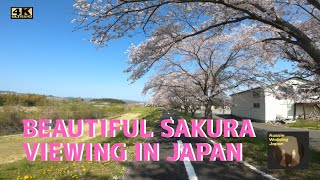 Cherry Blossom Season in Kashima Fukushima 4K HDR [upl. by Dall]