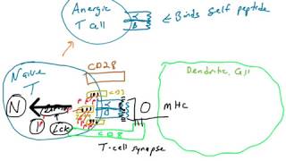 Anergic Selfreactive T cells [upl. by Barber185]