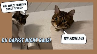 Katze miaut lautstark aber es einfach zu kalt draußen und ohne Geschirr keine Chance [upl. by Darnall719]