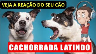 Som de Cachorro Latindo  Latido de Cachorro de Várias Raças  Veja como o seu cão se reage aos sons [upl. by Eelessej]