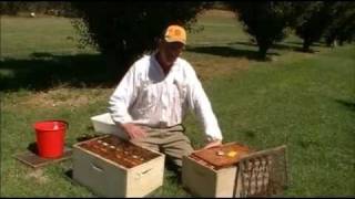 Destroying bee colonies with soapy water [upl. by Llamaj]