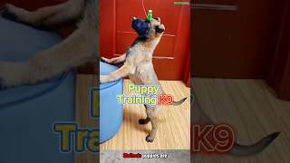 Puppy K9  Training dog k9 germanshepherd belgiummalinois malinois [upl. by Kizzie]