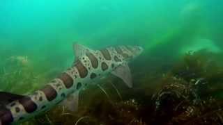 Snorkeling with Leopard Sharks in La Jolla CA [upl. by Akim]