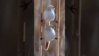 Birds Loverbirdslovershortvideosshortviralviralvideosjogni ansh [upl. by Sabir976]