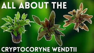 An Easy Lowlight Plant  Plant Species Profile Cryptocoryne Wendtii [upl. by Omoj336]