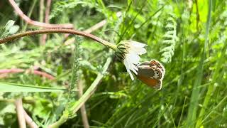 ガルデッタヒメヒカゲCoenonympha gardetta Alpine Heath 20240629 Vars France [upl. by Terencio]