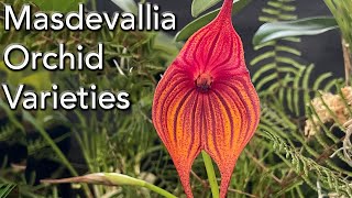 Masdevallia Orchid Varieties [upl. by Kravits370]