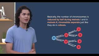 Cambridge A Level Biology  1601 Meiosis  AS and A Level Biology  mySecondTeacher [upl. by Leonhard]