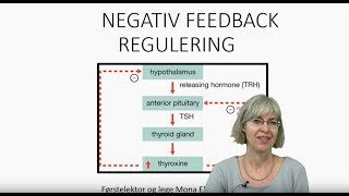 Det endokrine systemet Negativ feedback regulering [upl. by Grof29]