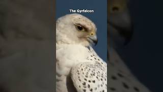 Gyrfalcon  Powerful Hunter [upl. by Narrad]