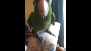 red fronted conure screaming [upl. by Aenel539]