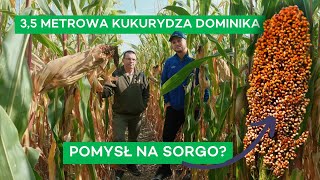 PODGLĄDAMY CO NA POLACH DOMINIKA  SŁONECZNIK RZEPAK SORGO KUKURYDZA  283 nawozy nonstop [upl. by Calise325]