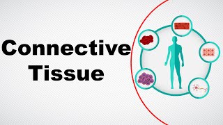 Structure and Function of Connective Tissue  Animal Tissue  Biology  Letstute [upl. by Selig318]