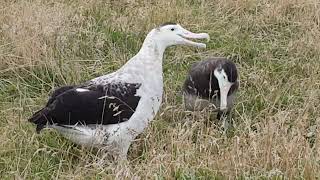 Antipodean Albatross pair  Pitt Island [upl. by Aikkan]