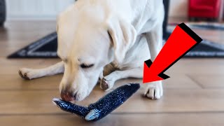 My Lab Reacts To Floppy Fish Dog Toy [upl. by Las]