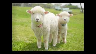 JSBach 「Sheep May Safely Graze」 ～Cantata No208 （Piano Transcription） [upl. by Riatsila286]