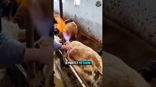 How Vets Save Cows in Emergency Situations [upl. by Karas]