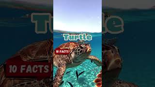 10 Facts About Turtles for kids Educational turtle videos Learning about turtles turtlefacts [upl. by Kerstin]