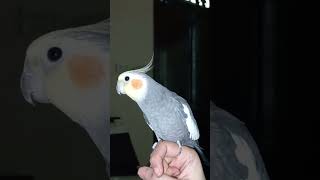 Cockatiel Whistle Training 🎵 shorts ytshorts youtubeshorts cockatiel parrot birds pets [upl. by Nogam775]