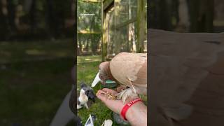 Hand Feeding a Pigeon [upl. by Queridas]