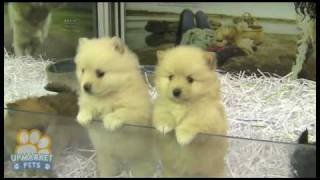 Pure breed Pomeranian Toy puppies [upl. by Acireed102]