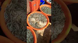 Andhra Pradesh wholesale fish market only rs 100 kg bahut sasta fish [upl. by Natalia]