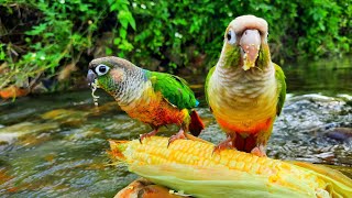 green conure bird eating corn in water It sings too Green Cheek Conure Parrot Bird [upl. by Nylsaj]