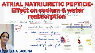 Atrial Natriuretic Peptide effect on sodium amp water reabsorption [upl. by Airdnekal585]