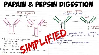 Papain and Pepsin digestion of Antibodyimmunology [upl. by Comyns791]