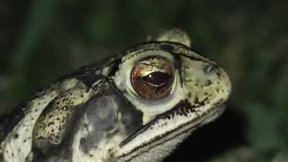 Gulf coast toad with nictitating membrane [upl. by Namya151]