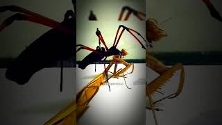 Praying mantis vs golden silk orbweavers💥InsectWars Insects Arachnid Nature Wildlife amazing [upl. by Vashti]