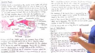 Structure of Skeletal Muscle [upl. by Hsejar]