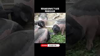 被吃掉拉出来还能继续生长的植物你见过吗？ [upl. by Nolos990]