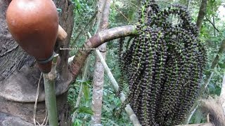 Nyok Palm Wine Harvest In Sarawak Borneo Jungle Exotic Delicacy Travel 探索婆罗洲游踪 砂拉越土著马来西亚热带雨林棕榈酒制做过程 [upl. by Eirbua]