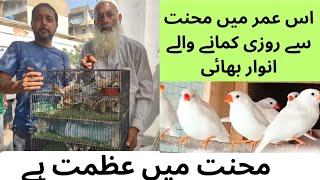 Finches sparrow breeder Anwar bhai  Is Umer may Mehnat say Rozi Kamanay Walay Anwar Bhai [upl. by Mungo]