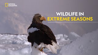 Wildlife of Japan  Japan’s Wild Year  हिंदी  Full Episode  S1  E1  Nat Geo Wild [upl. by Silvie384]