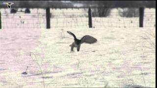 A Gyrfalcon hunting in the snow catches a small rodent [upl. by Nosam15]