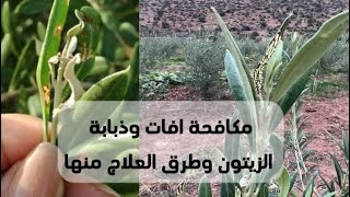 امراض اشجار الزيتون الصغيرة وكيفية علاجها  دودة أوراق الزيتون [upl. by Edita881]