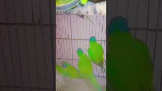 plum head parrot birds lovebird albinolovebirds lovebird raw parrot [upl. by Va]