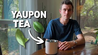 Harvesting and Brewing Yaupon Tea Guide to North Americas Native Caffeinated Beverage [upl. by Nnawtna]