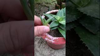 Alovera plants propagation garden viralshort subs [upl. by Eldorado]