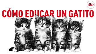 Cómo educar un gatito 5 consejos para enseñarle las normas principales  Royal Canin [upl. by Krahling]