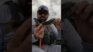 Dinks for days fishing fishingadventures kayakfishing [upl. by Led]