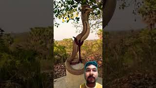 हर हर महादेव 👏👏 love cobrasnake snake animals cobra song singer music funny newfun comedy [upl. by Nevsa]