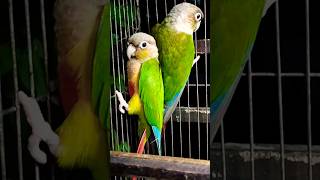 pineapple kunoor yellow sided  পাইনাপেল ইয়োলো সাইডে কুনুর duet sky birds coonoor viralvideo [upl. by Genevra]