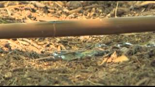 Retrofitting Your Sprinkler System to a Drip Irrigation System [upl. by Merilee]