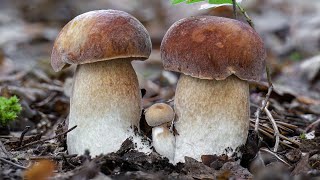 Spettacolare crescita di 3 porcini  Timelapse [upl. by Rekyr100]