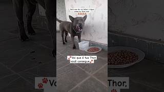 Thor você consegue 🐾😍 trend memeblox humor cães cachorros thor cachorro latidos [upl. by Malina]