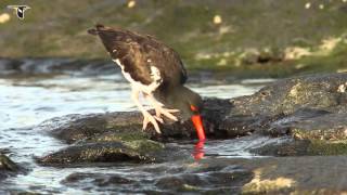 An American Oystercatcher foraging [upl. by Llerrah68]